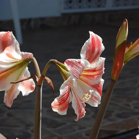 Der Thron Von - Sorpresa Villa *